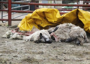 Sheep killed by dogs at Hollyfort, near Gorey, awaiting disposal. Pic; Christy Farrell.