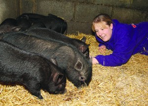 Pigs 01 JW0