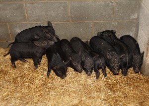 Pic: John WalshThe nine rescued pot-bellied pigs.
