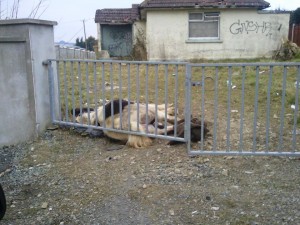The horse found dead in the Cherryorchard area last Thursday.
