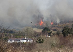 Flames came very close to properties on Tara Hill Gorey. Pic: Christy Farrell