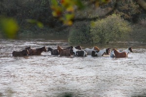 Horses which came close to drowning on the Island, despite owners being warned about the weather conditions. Pic: John Walsh