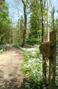 Courtown Woods is a popular pathway on the Wexford Walking Trail. Pic: Christy Farrell.