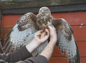 A buzzard similar to one found shot in the Camolin-Ferns area on Thursday