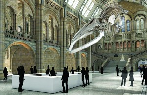 An artist's impression of how the Wexford whale will look in the Hintz Hall of the Natural History Museum in London.