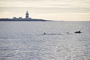 The Hook Lighthouse provided the perfect backdrop for whale-watching at the weekend (Pic: Myles Carroll)