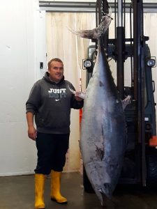 Kilmore Quay fisherman Trevor Devereux standing alongside a 450lb blue fin tuna that was caught by accident in trawler nets. The fish have been frequenting the Wexford coast in recent months and years.